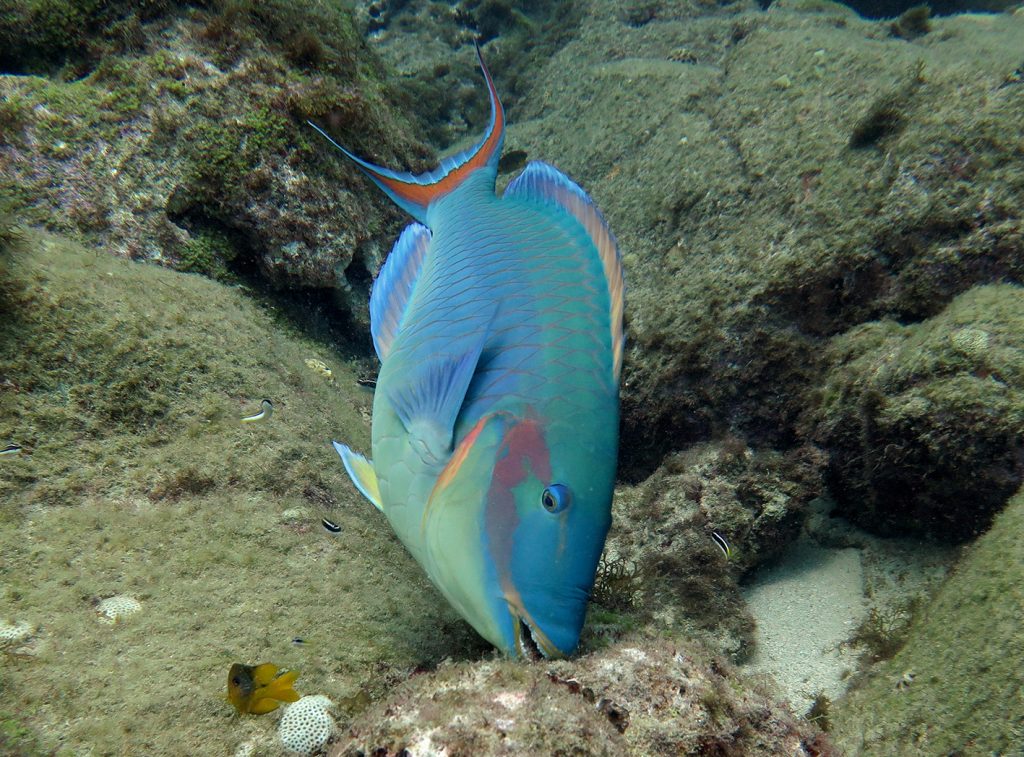 Peixe paraguaio em recife no litoral brasileiro: aquecimento dos oceanos pode fazer peixes migrarem para águas mais frescas (Foto: Sergio Floeter/UFSC)