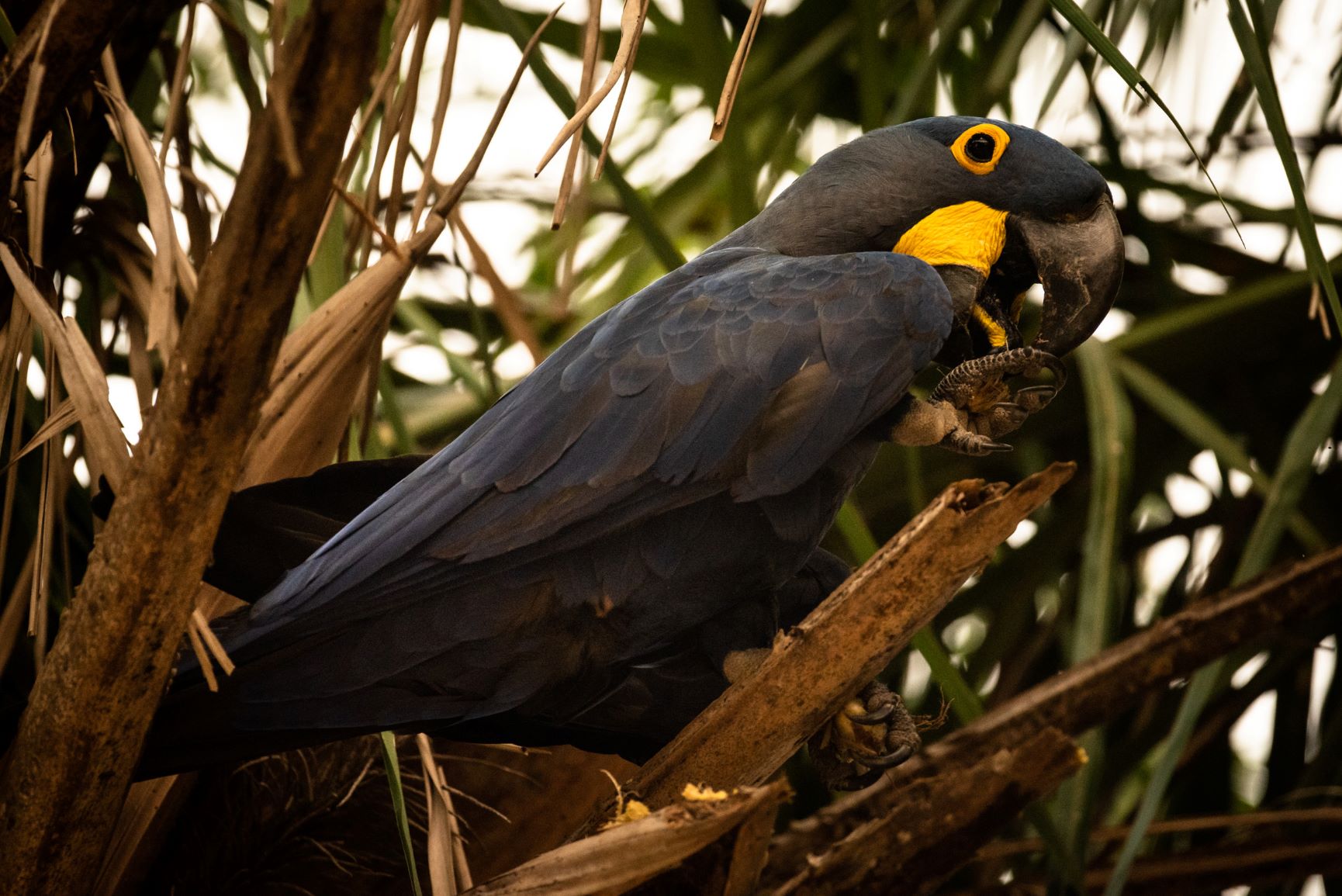Arara-azul, espécie ameaçada de extinção, busca alimento em meio às chamas do Pantanal: pesquisadores apontam para descaso com a preservação da biodiversidade no Brasil (Foto: Gustavo Basso/Nur Photo/AFP)