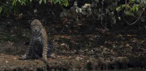 Jaguar machucado pelo fogo na beira de rio no Parque Encontros das Águas, no Pantanal: relatório da ONU critica países por fracasso na conservação da biodiversidade (Foto: Mauro Pimentel/AFP)