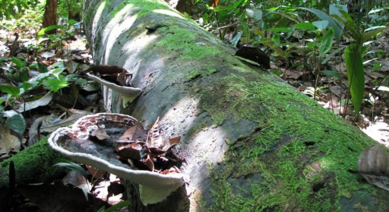 Árvore morta na Amazônia peruana: estudo mostra que florestas em todo o planeta, incluindo a Amazônica, estão registrando crescimento acelerado das árvores, mas com redução de longevidade (Foto: Roel Brienen/University of Leeds)
