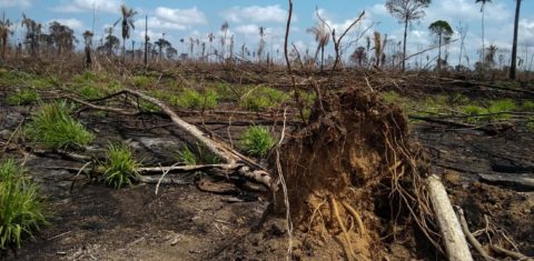 Gases de efeito estufa: desmatamento na Área de Proteção Ambiental Triunfo do Xingu, entre os municípios de São Félix do Xingu e Altamira, no Pará: estado tem maior percentagem de área desmatada entre os mais de 8 mil quilômetros de floresta derrubados em 2020 (Foto: Agência Pará - 25/08/2019)