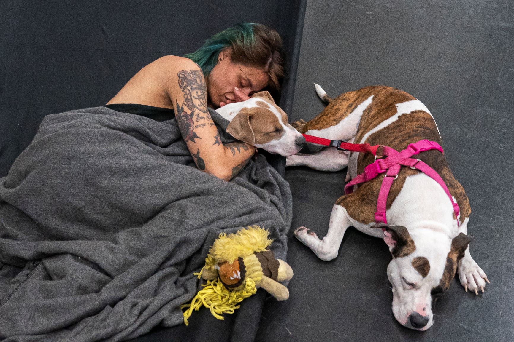 Mulher e seus cachorros em posto de refrescamento montado no Centro de Convenções do Oregon, na cidade de Portland: onda de calor ameaça saúde da população no Canadá e no noroeste dos EUA (Foto: Nathan Howard / Getty Images / AFP - 28/06/2021)