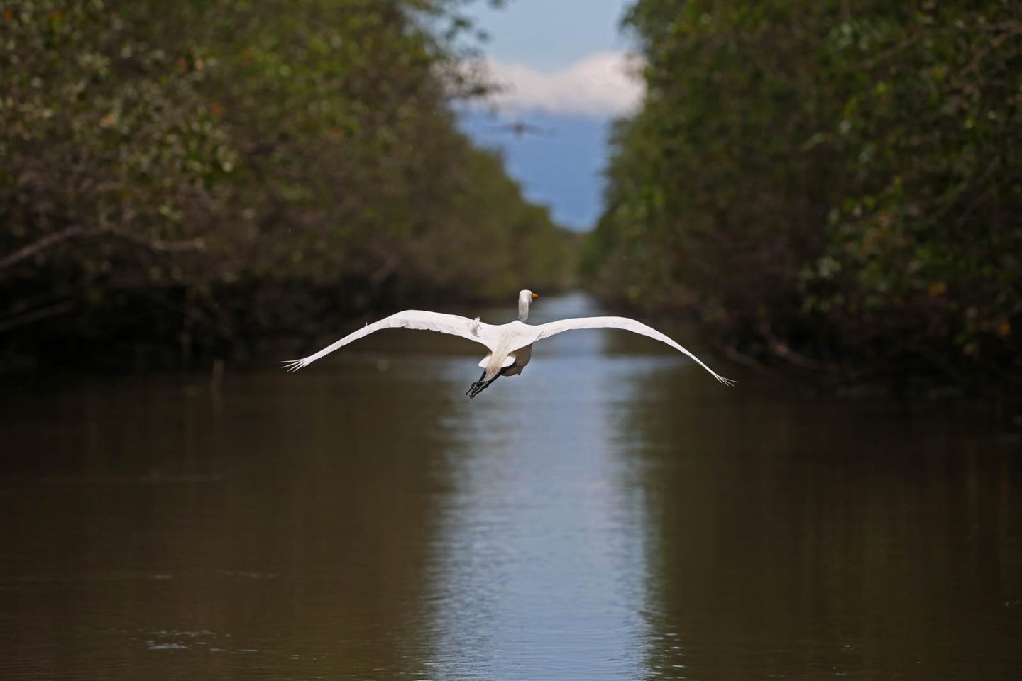 Manguezal: com a preservação dos manguezais, ganha o meio ambiente, ganha a sociedade, ganha a biodiversidade, ganha a pesca e ganha o ecoturismo. Foto Custódio Coimbra