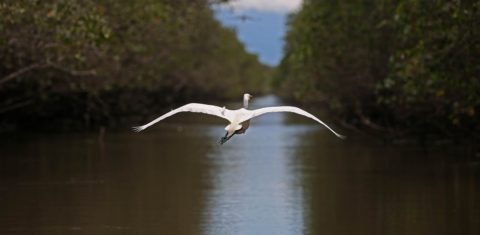 Manguezal: com a preservação dos manguezais, ganha o meio ambiente, ganha a sociedade, ganha a biodiversidade, ganha a pesca e ganha o ecoturismo. Foto Custódio Coimbra