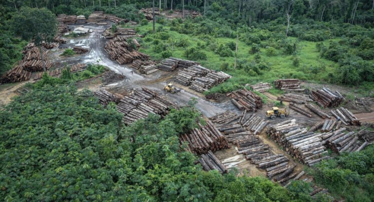 Desmatamento em área de floresta em Roraima: Inpe registrou maior área desmatada para junho desde instalação do sistema Deter em 2016 (Foto: Felipe Werneck/Ibama - 08/05/2018)