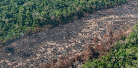 Área de floresta destruída em Rondônia: Coalizão Brasil Clima, Agricultura e Florestas alerta que combate ao desmatamento ilegal é fundamental para Brasil reduzir emissões (Foto: Vinicius Mendonça / Ibama - 28/08/2019)