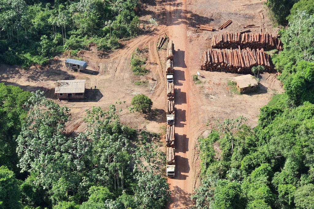 Apreensão de madeira feita pelo Polícia Federal no Pará: ministro do Meio Ambiente apoia madeireiros contra operação policial (Foto: Ascom/Polícia Federal)