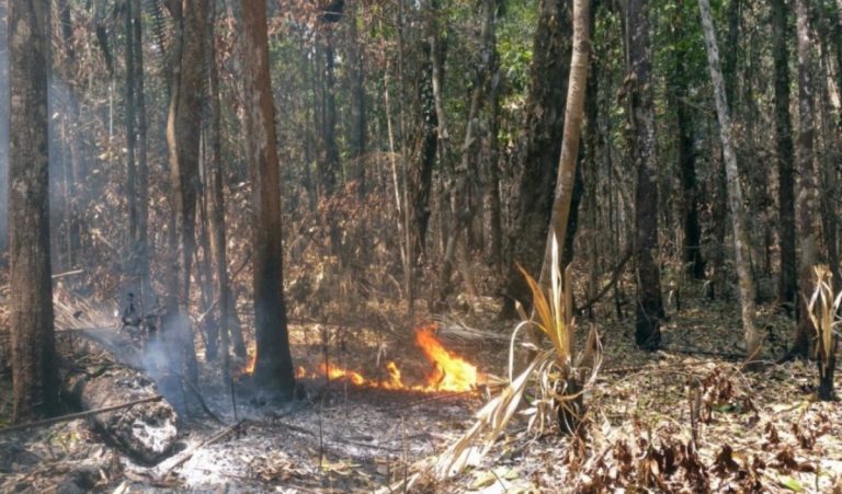 Queimada observada por pesquisadores em área úmida da Amazônia: perda de 27% das árvores (Foto: Aline Pontes-Lopes/Inpe)