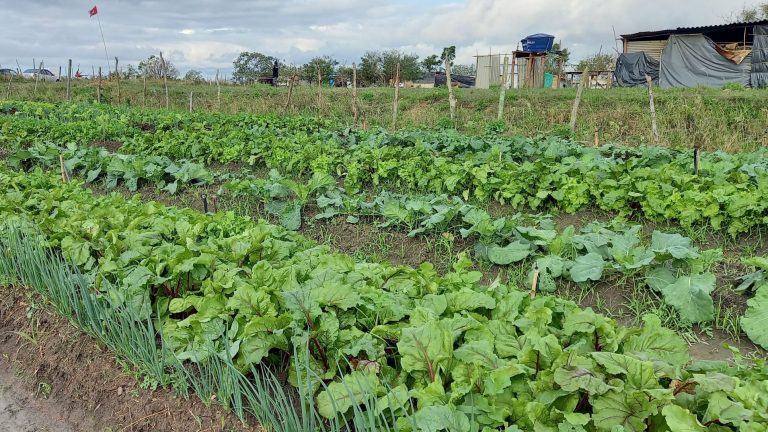 Horta comunitária no Acampamento Cícero Guedes: para professor da Uenf, iniciativa do MST no Rio pode ser exemplo para novo modelo de produção agroecológica (Foto: Vivi Fernandes de Lima)