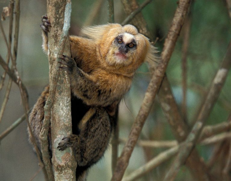 Sagui-da-serra na Mata Atlântica: espécie ameaçada por doenças, mudanças climáticas e invasões (Foto: Cyril Ruoso / Biosphoto / AFP)