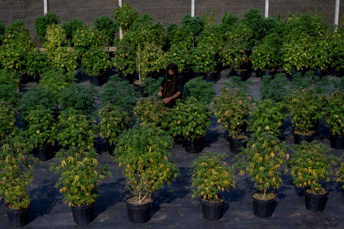 Fazenda da Associação de Apoio à Pesquisa e Pacientes de Cannabis Medicinal (Apepi) para cultivo orgânico da cannabis com fins medicinais: pesquisa mostra que planta torna solo mais férteis (Foto: Mauro Pimentel / AFP- 09/09/2021)