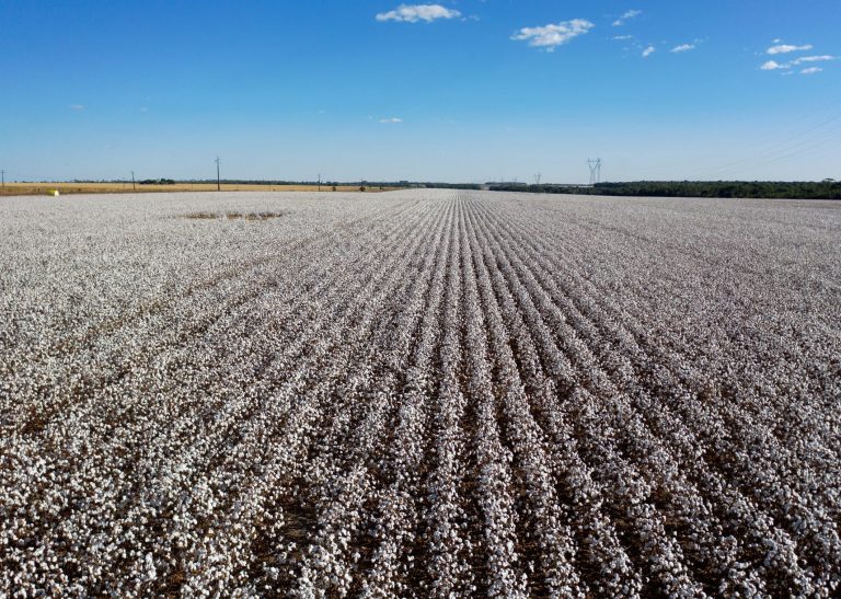 Plantação de algodão em Mato Grosso: revisão tecnológica dos processos de produção para atender aos compromissos globais de redução de emissão de gases de efeito estufa (Foto: Florian Plaucheur / AFP - 08/08/2020)