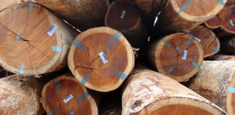 Toras de madeira cortadas ilegalmente da Amazônia. Cerca de 98% do desmatamento na região é ilegal. O Brasil se comprometeu a acabar com esses crimes até 2028. Foto EyePress via AFP