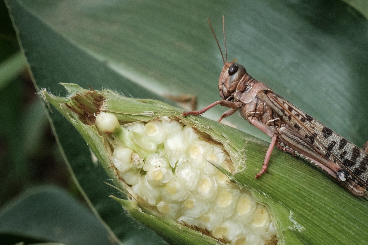 Foto Yasuyoshi Chiba/AFP. Fevereiro/2021 Gafanhotos atacam uma plantação de milho no Quênia. A praga, de proporções históricas, começou há dois anos e ainda afeta a agricultura do leste da África. Foto Yasuyoshi Chiba/AFP. Fevereiro/2021