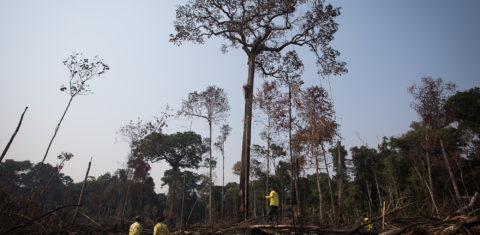 Equipe do Ibama em área de floresta derrubada e queimada no municpio de Apui, Amazonas: desmatamento impulsiona malária (Foto: Bruno Kelly / Amazonia Real - 09/08/2020)