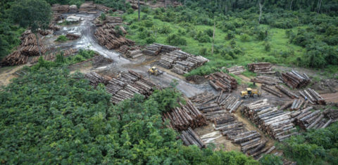 Desmatamento em área indígena em Roraima: Brasil lidera mais uma vez ranking global de destruição das florestas (Foto Felipe Weneck/Ibama)