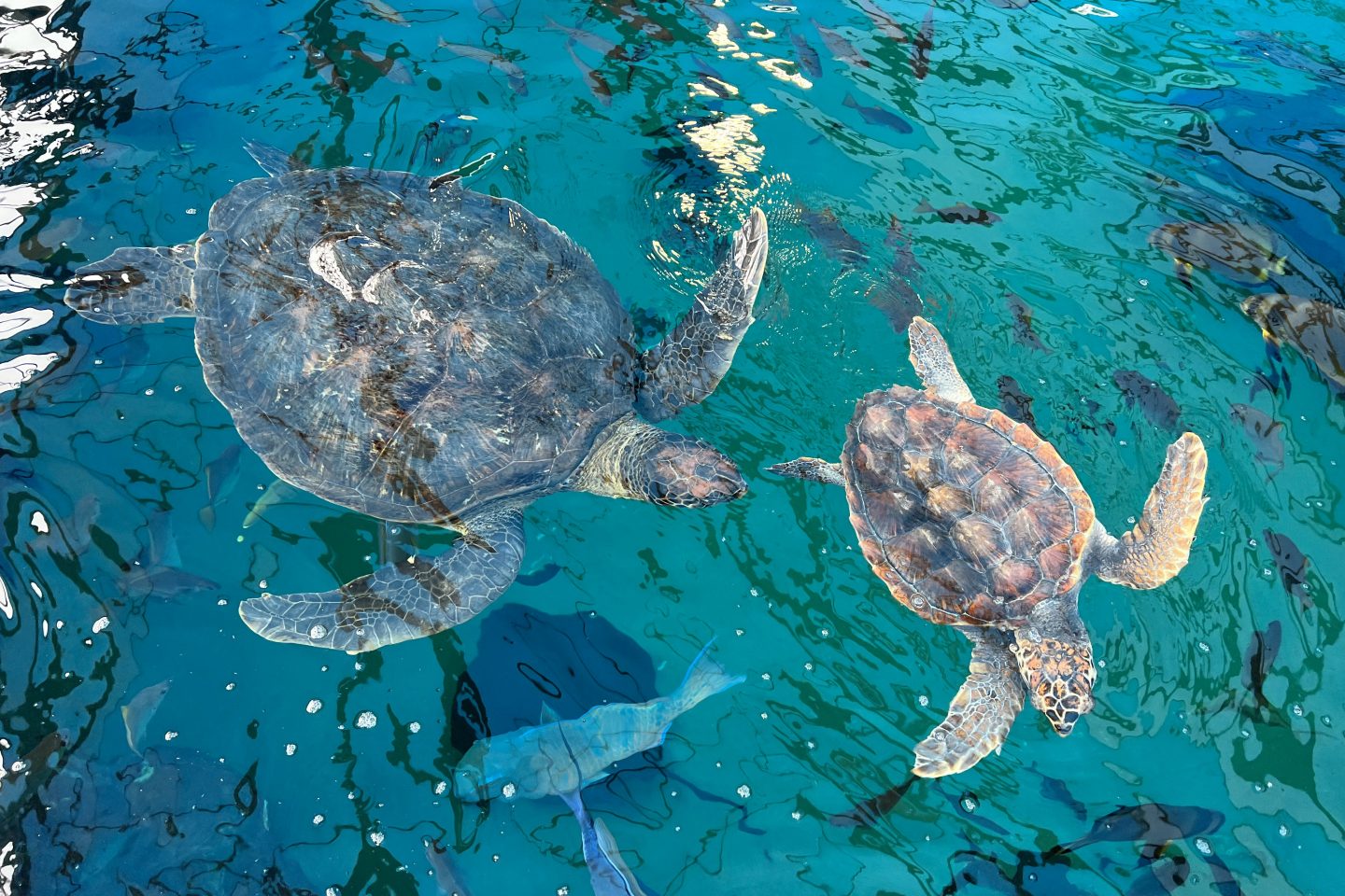 Em 8 semanas, 146 filhotes de tartarugas foram resgatados em diferentes praias da costa sul-africana. Pedaços de plástico foram identificados em fezes de ao menos 70 deles até agora. Foto Vinicius de Assis