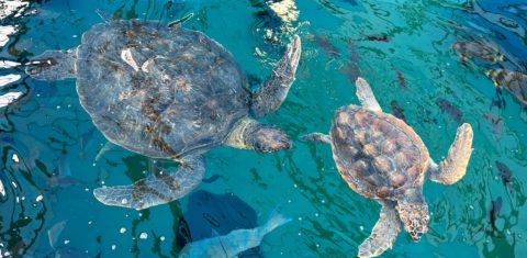 Em 8 semanas, 146 filhotes de tartarugas foram resgatados em diferentes praias da costa sul-africana. Pedaços de plástico foram identificados em fezes de ao menos 70 deles até agora. Foto Vinicius de Assis