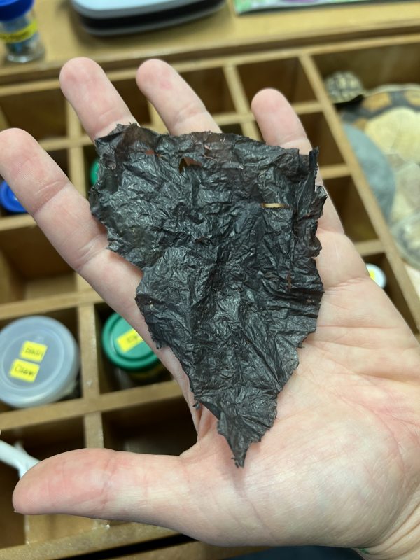 O pedaço de plástico preto, encontrado na barriga de um filhote, lembra uma alga marinha. Foto Vinícius de Assis