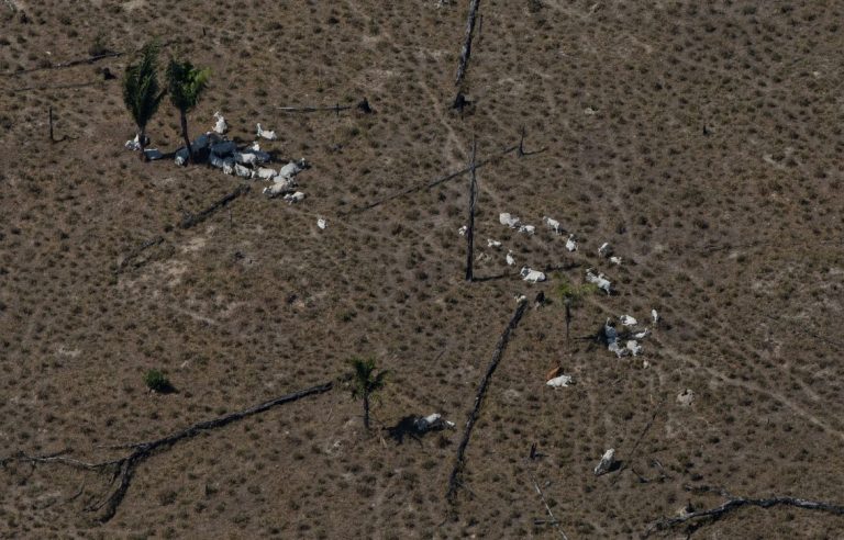 Gado em área desmatada perto de Porto Velho, Rondônia: desmatamento e pecuária fazem municípios da Amazônia encabeçarem lista de maiores emissores de gases de efeito estufa (Foto: Bruno Kelly / Amazônia Real - 10/08/2020)