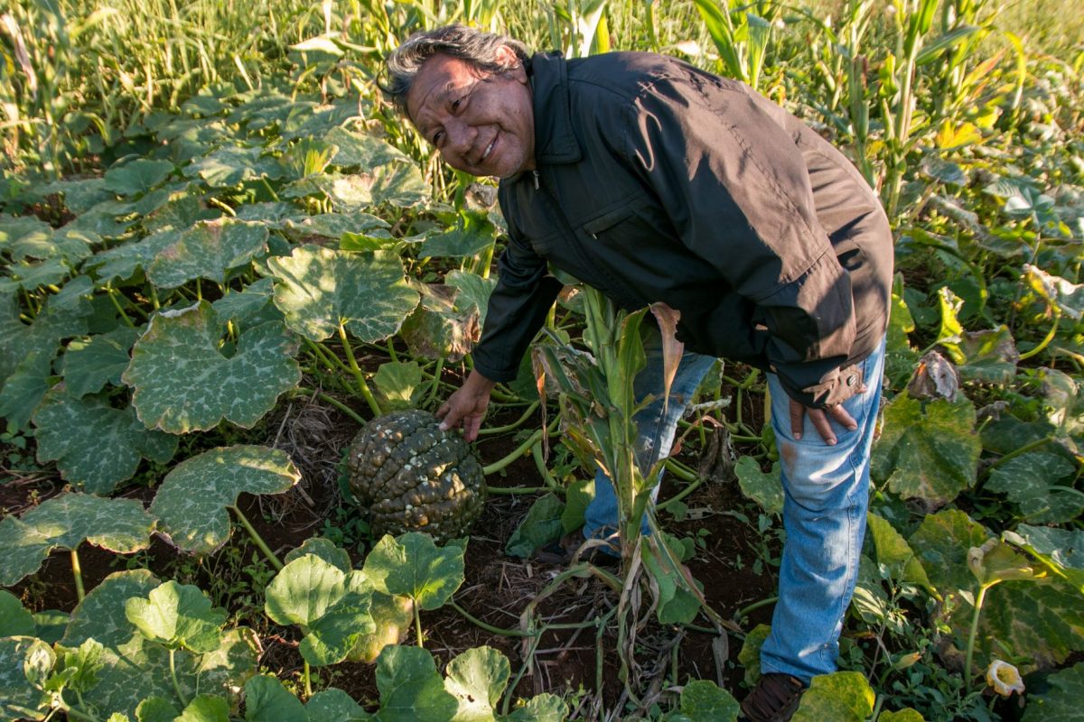 O educador e agricultor indígena Anastácio Peralta com sua plantação de abóbora: produção orgânica sem agrotóxicos como alternativa à monocultura nas aldeias indígenas (Foto: Siguimar Gonçalves)