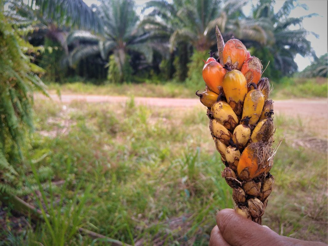 Moradora do quilombo Cravo mostra o fruto dendê, que se tornou o pesadelo da comunidade. Reprodução