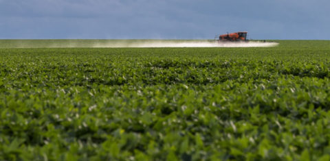 Monocultura no Cerrado: bioma pode perder um terço da água, aponta estudo divulgado na COP27 para alertar sobre riscos (Foto: Thomas Bauer / Arquivo ISPN)