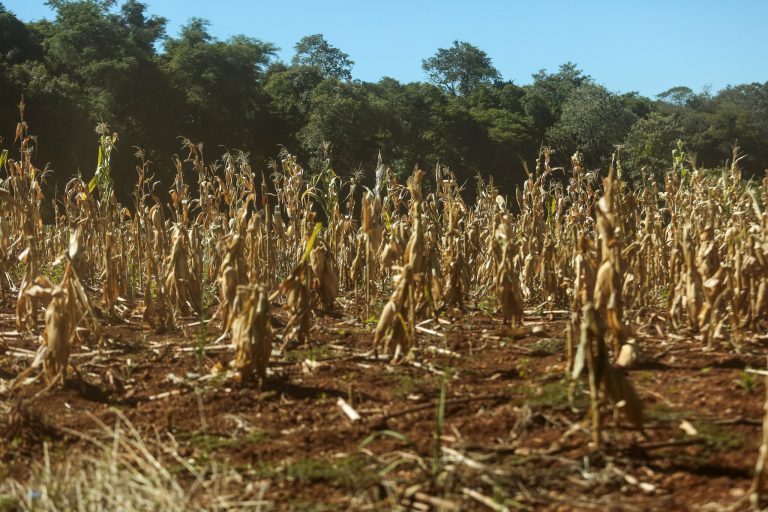 Plantação de milho destruída pela falta de chuva no município gaúcho de Santo Ângelo: Sul do Brasil, Paraguai e nordeste da Argentina atravessam seca severa que tem afetado a produção agrícola (Foto: Gustavo Mansur / Governo do Rio Grande do Sul)