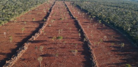 Área de cerrado desmatada ilegalmente em propriedade particular em Goiás: Código Florestal completa 10 anos sob ataques (Foto: Semad/Goiás - 23/06/2020)