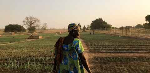 Mulher examina suas plantações em horta comunitária de aldeia Gâmbia, onde o PNUMA apoia projetos com Soluções baseadas na Natureza: com transição justa, organizações apontam geração de 20 milhões de empregos no mundo (Foto: Hannah McNeish / PNUMA - 14/01/2018)
