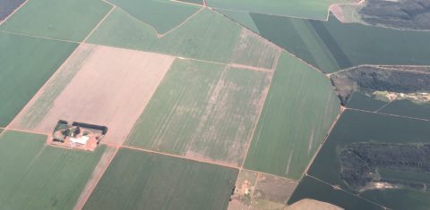 O desmatamento no Cerrado aumentou Área desmatada do Cerrado em Goiás: desmatamento no bioma subiu 25,3% no último ano do mandato de Bolsonaro (Foto: Observatório do Clima)