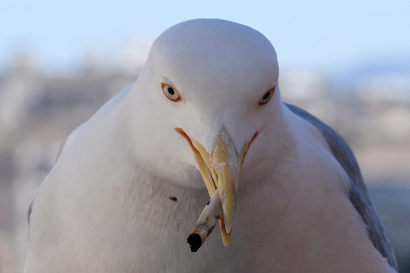 No centro de Roma, uma gaivota segura uma bituca de cigarro no seu bico. Foto Tiziana Fabi/AFP