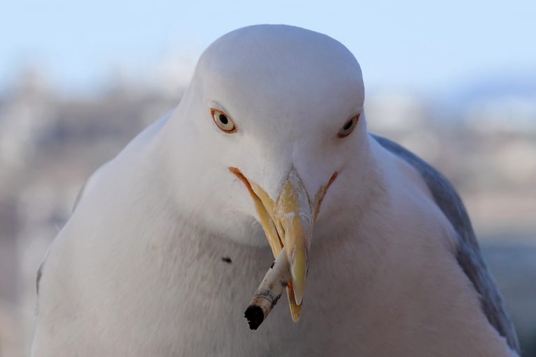 No centro de Roma, uma gaivota segura uma bituca de cigarro no seu bico. Foto Tiziana Fabi/AFP