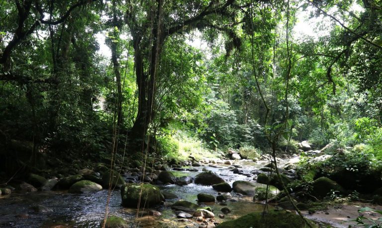 Área de Mata Atlântica no Rio de Janeiro: edital vai destinar R$ 1,8 milhões a projetos ambientais de base comunitária no bioma (Foto: Tânia Rego / Agência Brasil)
