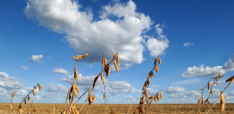 Plantação de soja em área de Cerrado, em Barreiras, Bahia: agropecuária já tomou metade da vegetação nativa do bioma (Foto: Adriano Gambarini / WWF)