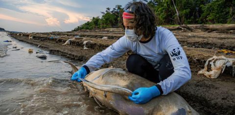 Pesquisadora faz medição e coleta de tecidos de boto morto em lago no município de Tefé, no Amazonas: mais de 100 golfinhos mortos com a seca prolongada e a temperatura elevada (Foto: Miguel Monteiro/Instituto Mamirauá)