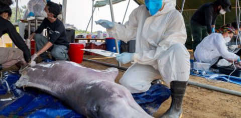 Pesquisadores examinam boto retirado morto do Lago Tefé, no Amazonas: tudo indica que a causa das mortes tenha sido realmente a alta temperatura da água (Foto: Miguel Monteiro / Mamirauá)