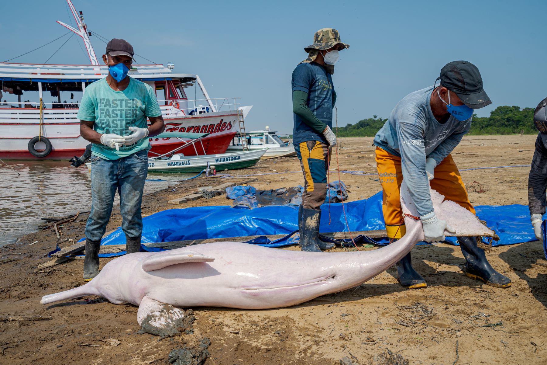 Voluntários retiram boto morto do lago: em um só dia, com temperatura da água acima dos 39 graus, foram encontradas 70 carcaças (Foto: Miguel Monteiro / Instituto Mamirauá)