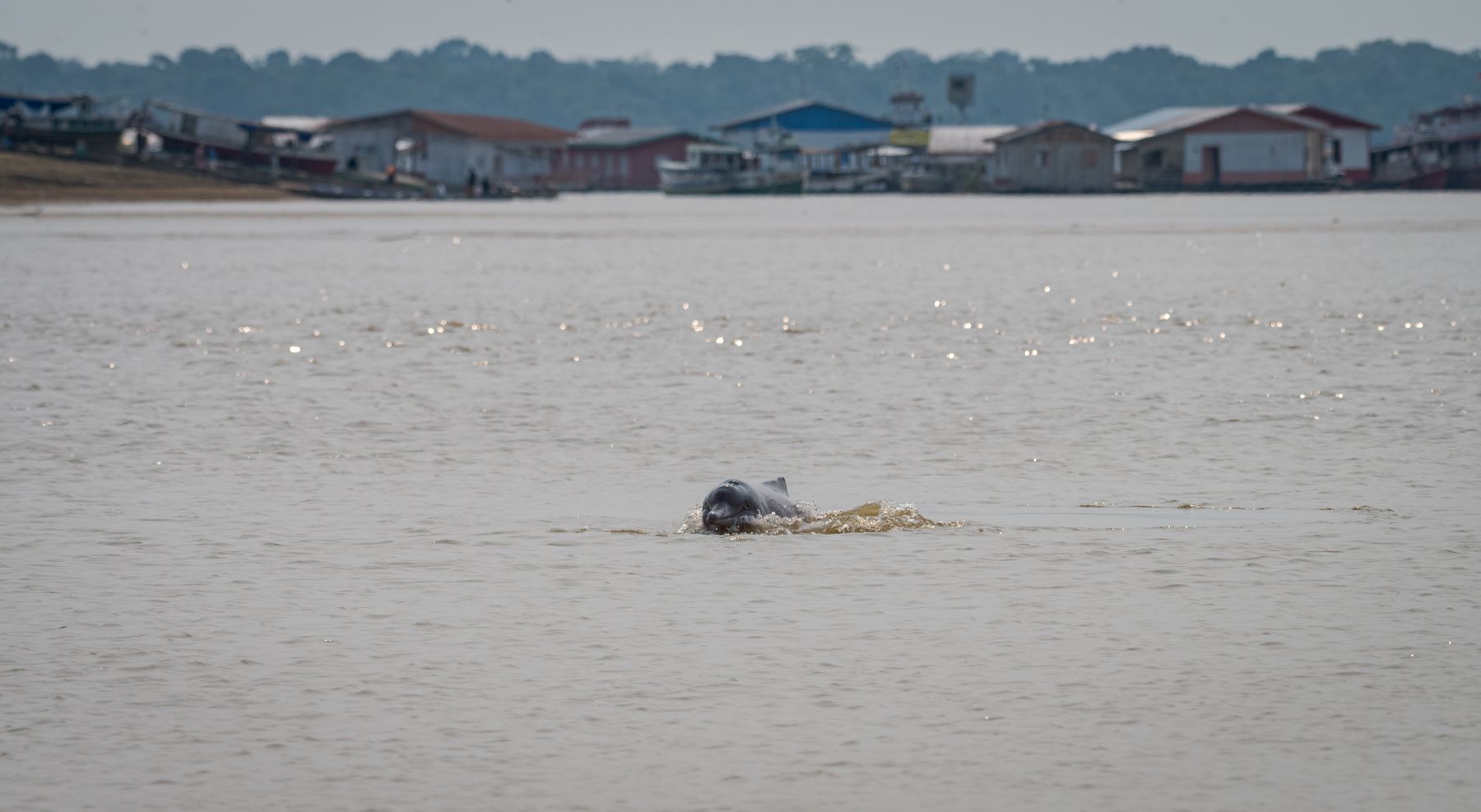 Boto atravessa águas do Lago Tefé: mutirão de voluntários e organizações para proteger animais (Foto: Miguel Monteiro / Mamirauá)