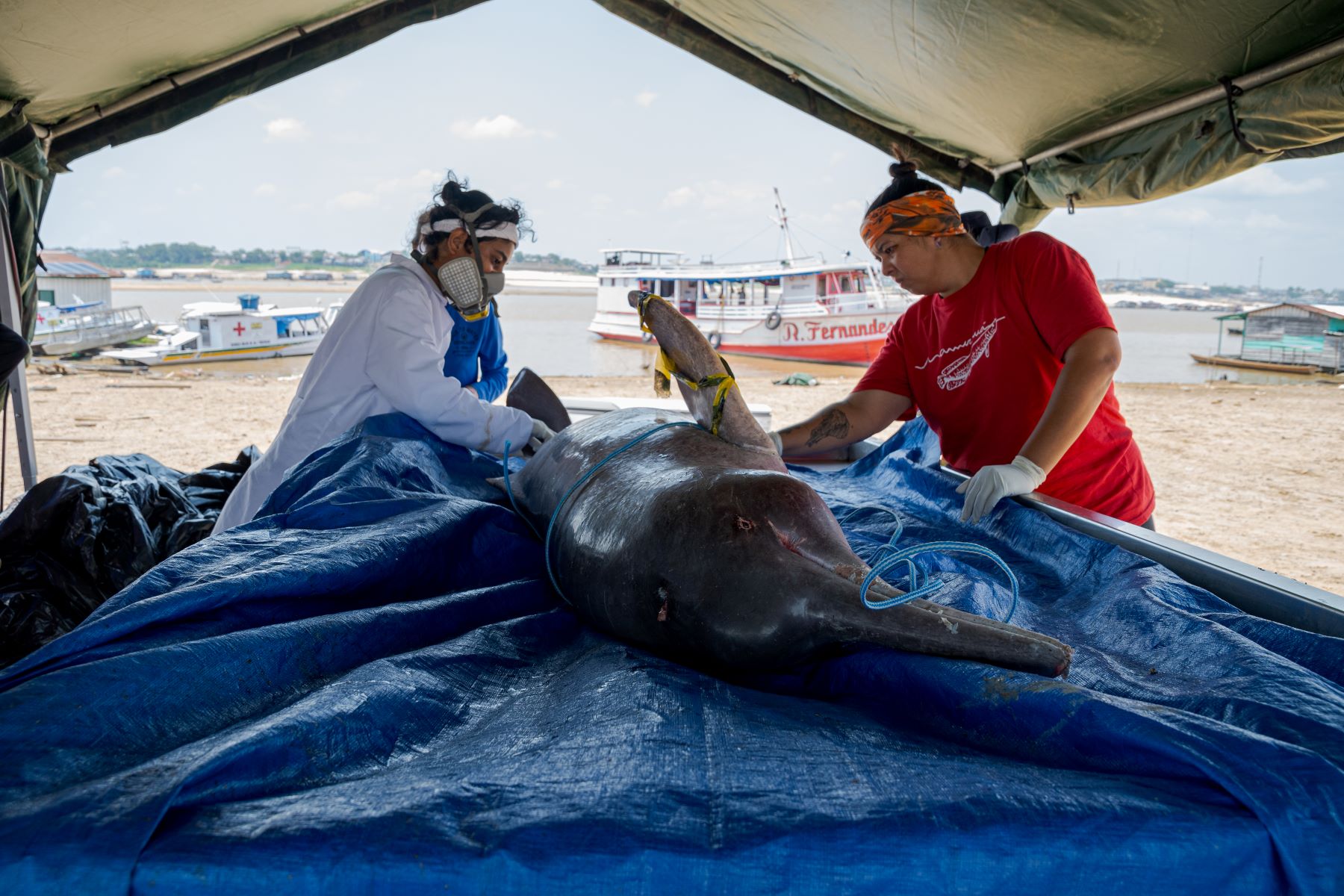 Pesquisadores examinam boto retirado do Lago Tefé: não foram encontradas bactérias ou toxinas que possam ter causado mortes (Foto: Miguel Monteiro / Mamirauá)