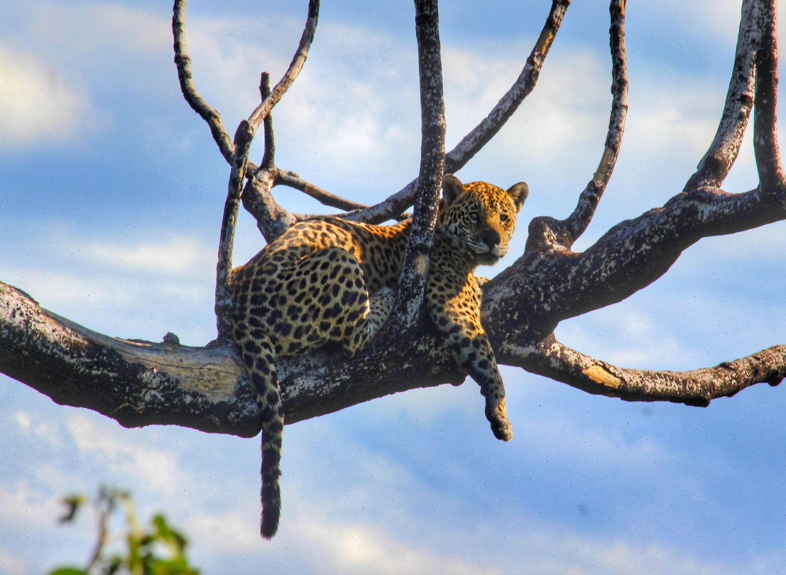 Onça pintada do Pantanal: estudos mostraram que mais de 17 milhões de animais foram vitimados pelo fogo de 2020. Foto Diego Viana