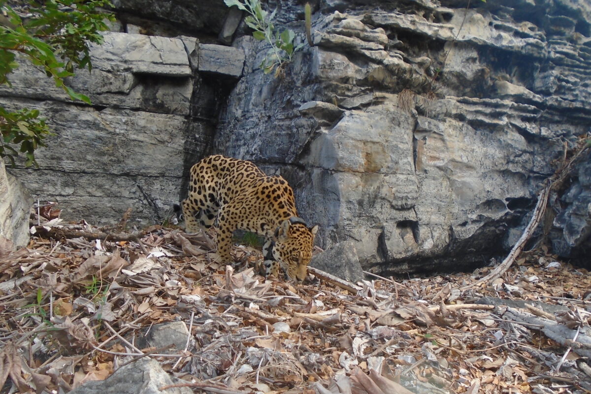 Onça-pintada monitorada por rádio-colar na região do Boqueirão da Onça: apenas 250 restantes na Caatinga (Foto: Programa Amigos da Onça)
