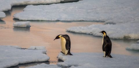 Casal de pinguins imperadores em ilha no Mar de Weddell, nq Antártica: degelo antecipado causaou10 mil mortes de filhotes no fim de 2022 (Foto: Michael Nolan / Robert Harding RF / AFP - 15/11/2021)