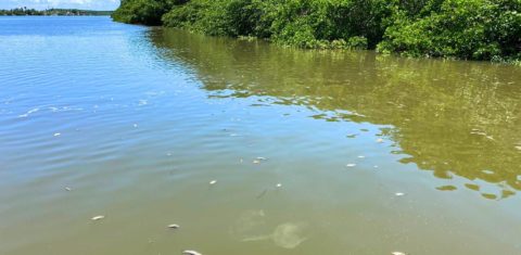Peixes mortos no Rio Santo Antônio: laudo constatou que agrotóxicos foram responsáveis por mortandade na Costa dos Corais: maior área de preservação ambiental marinha costeira do Brasil (Foto: MPF-AL)