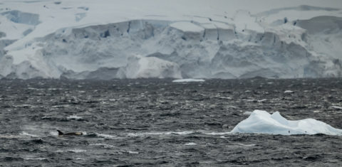 Icebergs são vistos ao redor da Ilha Horseshoe, na Antartida. Degelo atinge o menor nível desde o início das medições em 1979. Foto Anadolu Agency via AFP