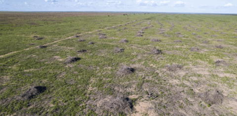Área desmatada no Cerrado: 81% do desmatamento no bioma se concentrou nas bacias hidrográficas do Alto Tocantins, São Francisco Médio, Alto Parnaíba, Itapecuru e Araguaia (Foto: Rafael Coelho/IPAM)