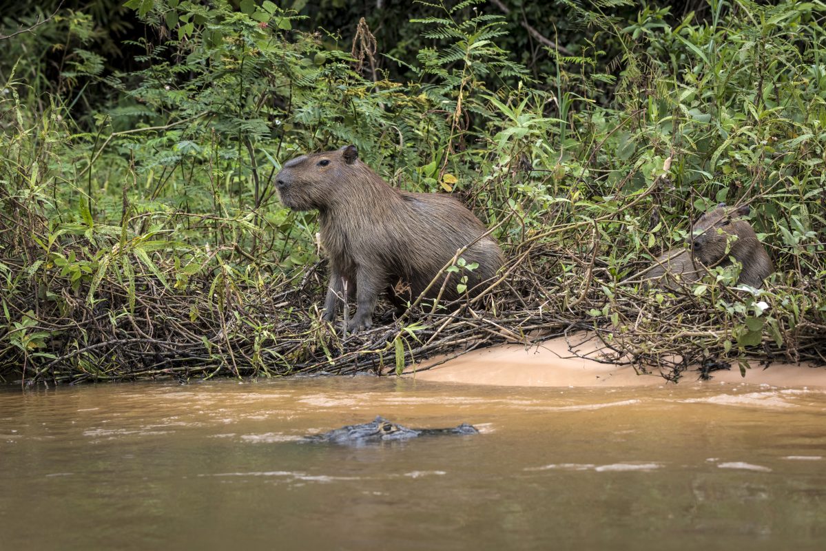 Crise hídrica ameaça a fauna, os estoques pesqueiros e a produção agrícola. Foto André Dib/WWF-Brasil