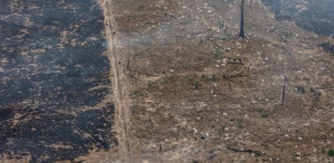 Floresta derrubada na Amazônia: área de alertas de desmatamento em 2024 na Amazônia Legal foi a menor já medida pelo sistema Deter-B, do Inpe (Foto: Marizilda Cruppe / Greenpeace - 01/08/2024)