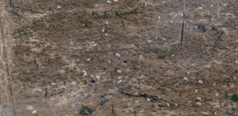 Rebanho de gado em área desmatada na Amazônia: enquanto perda de áreas naturais chegou a um terço do território do Brasil, área de pastagem aumentou 79% e a de agricultura cresceu 228% desde 1985 (Foto: Marizilda Cruppe / Greenpeace - 30/07/2024)