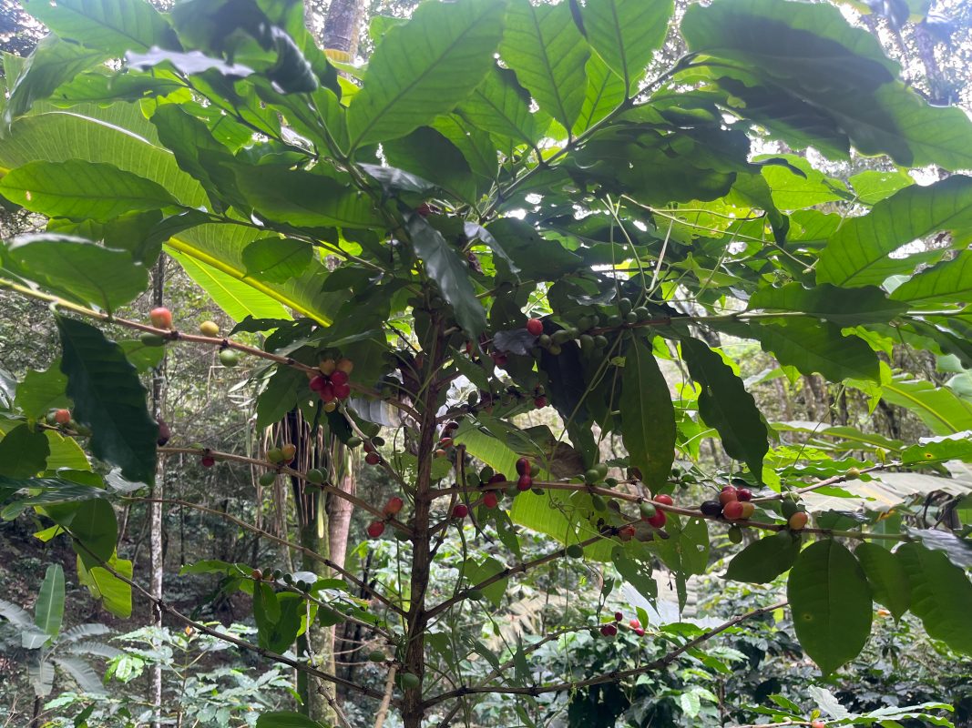 Pé de café lotado no Sítio Águas Finas: sol, clima ameno e vegetação abundante. Foto Caroline Rocha